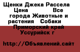 Щенки Джека Рассела › Цена ­ 10 000 - Все города Животные и растения » Собаки   . Приморский край,Уссурийск г.